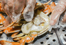 用杰森G2蒸烤消款集成灶蒸的螃蟹，鲜美的不得了！