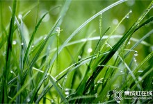 莫尼集成灶：今日谷雨，万物生长宜播种，宜吃春！